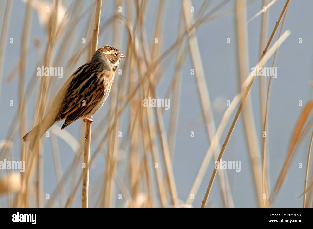 Reed si sta accumulando nelle canne Foto Stock