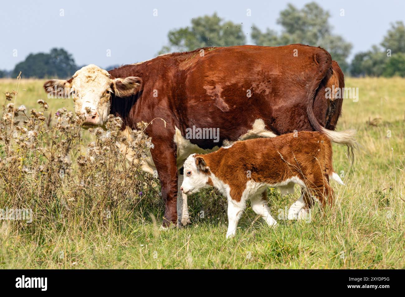 Mucca madre con prole sul pascolo Foto Stock