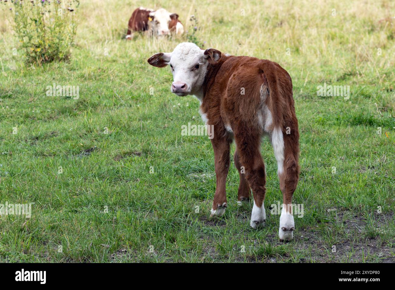 La piccola mucca sta nel pascolo e si guarda intorno Foto Stock