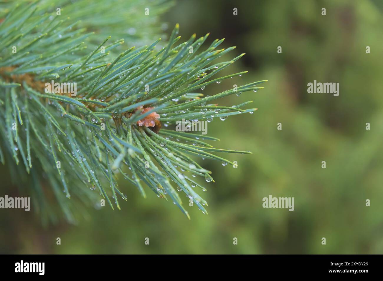 Brunch di abete. Messa a fuoco superficiale. Brunch soffice di abete. Spazio di copia Foto Stock