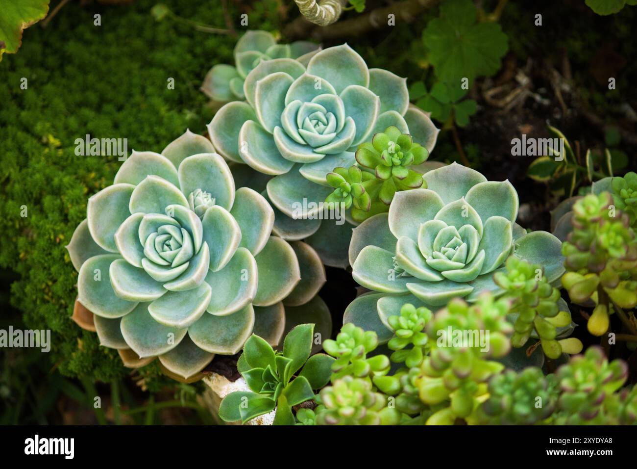 Splendide e succulente con petali perfetti, dettagli intricati e colori vivaci. I rosoni verdi creano un'incredibile dimostrazione dell'ar della natura Foto Stock