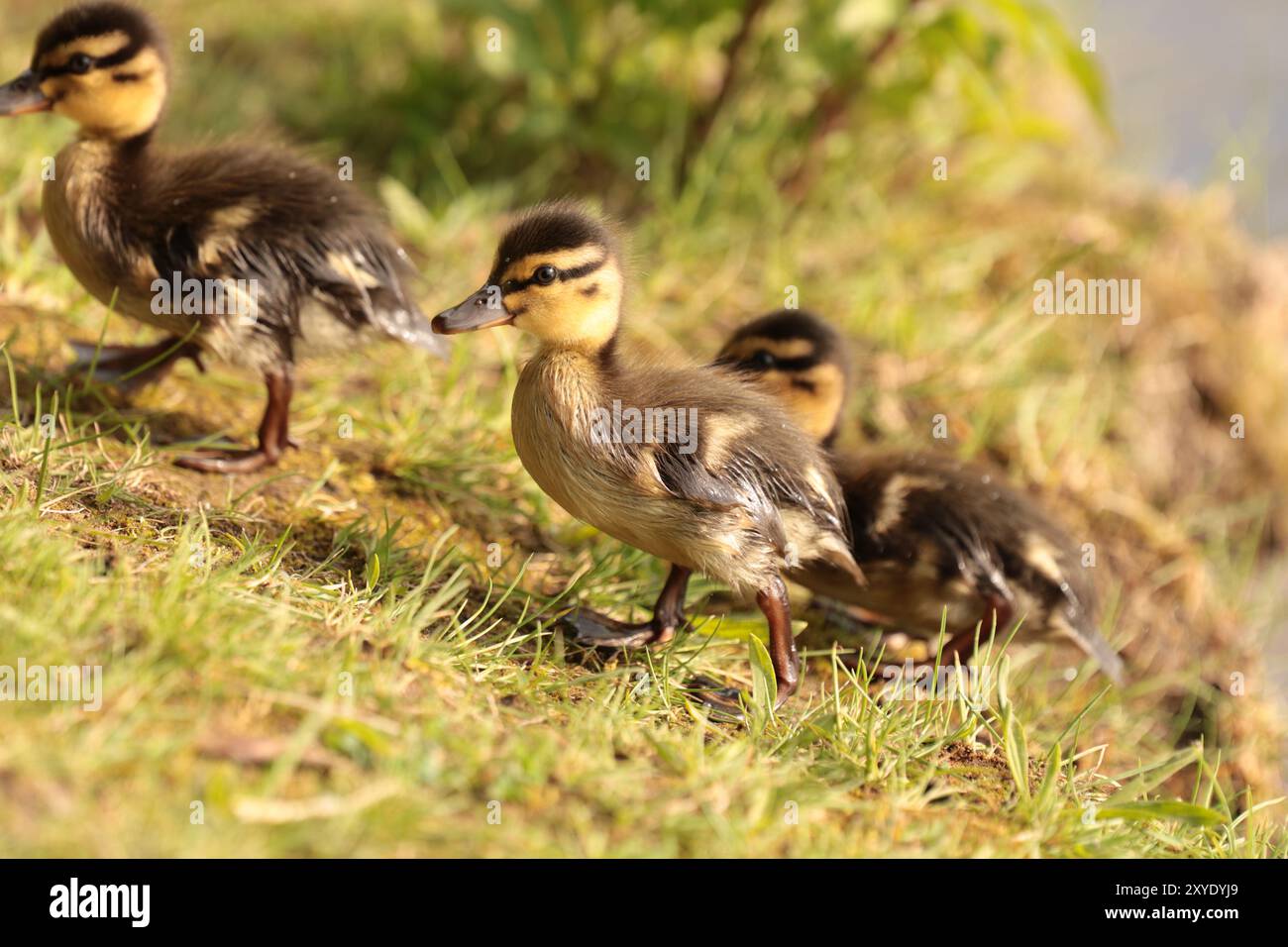 Tre piccoli anatroccoli che camminano sull'erba vicino a un lago Foto Stock