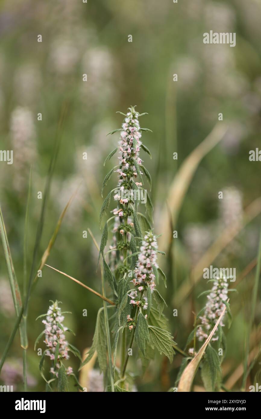 Una pianta di erba madre con fiori viola bianchi e foglie che mostrano il calore e la secchezza dell'estate. Foto Stock