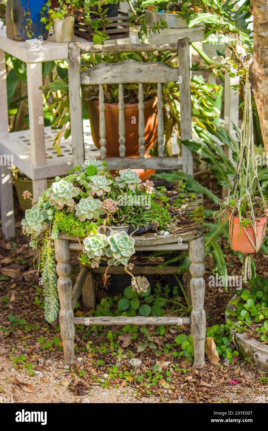 Succulente che spuntano su una vecchia sedia di legno, con la natura che recupera lo spazio, creando una scena rustica e affascinante giardino. Foto Stock