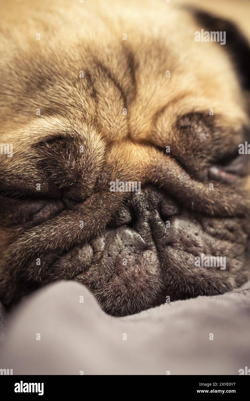 Vicino la faccia del simpatico cane pug riposo dormire nel divano, il lettino Foto Stock