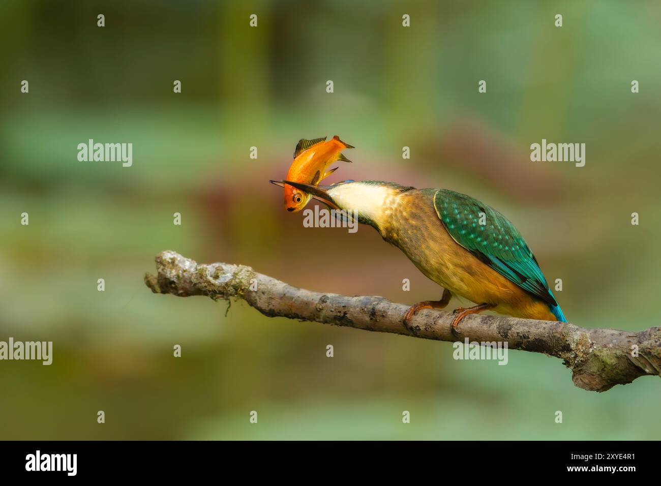 KingFisher su un ramo con un pesce nel becco Foto Stock