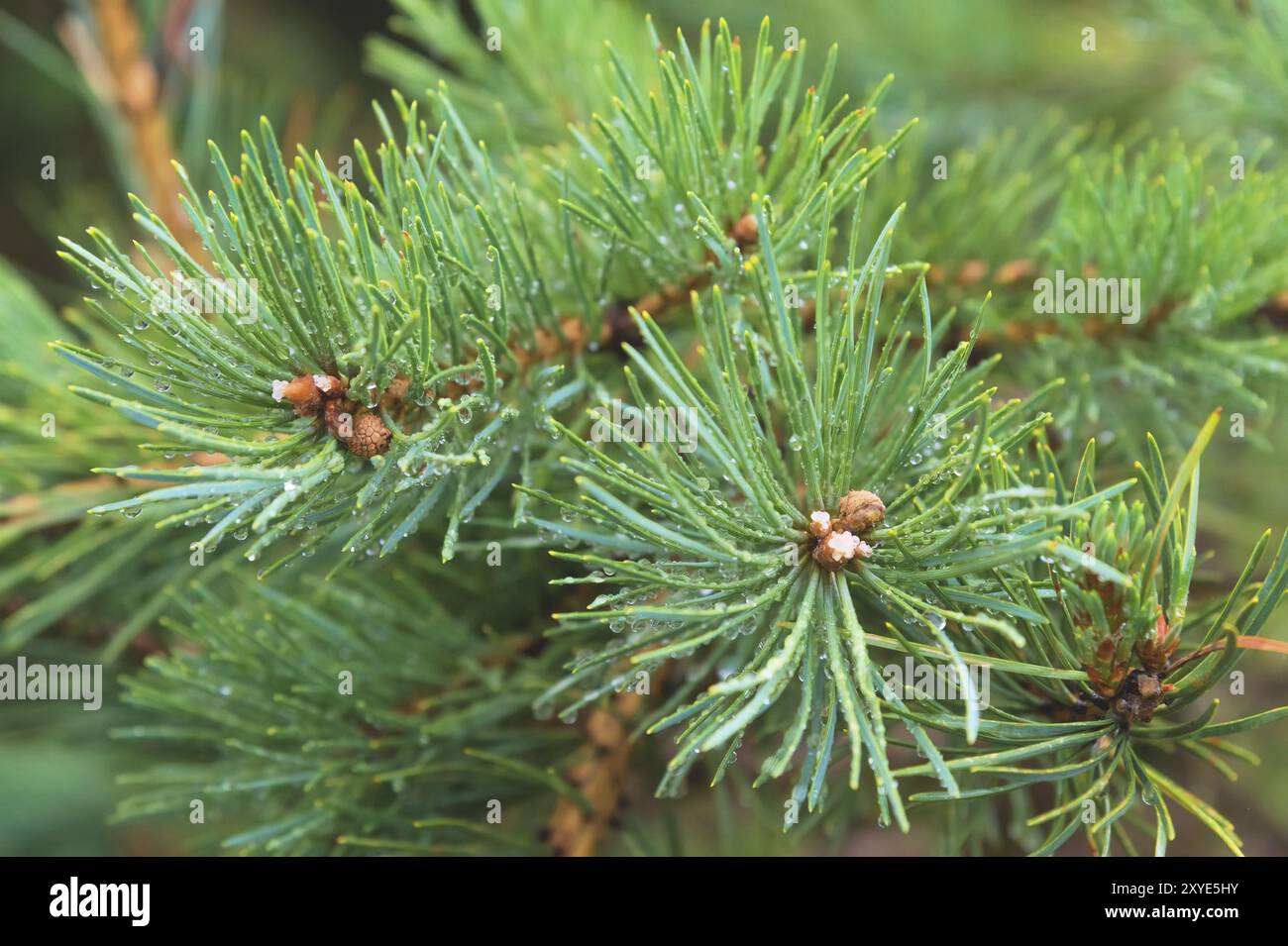 Brunch di abete. Messa a fuoco superficiale. Brunch soffice di abete. Spazio di copia Foto Stock
