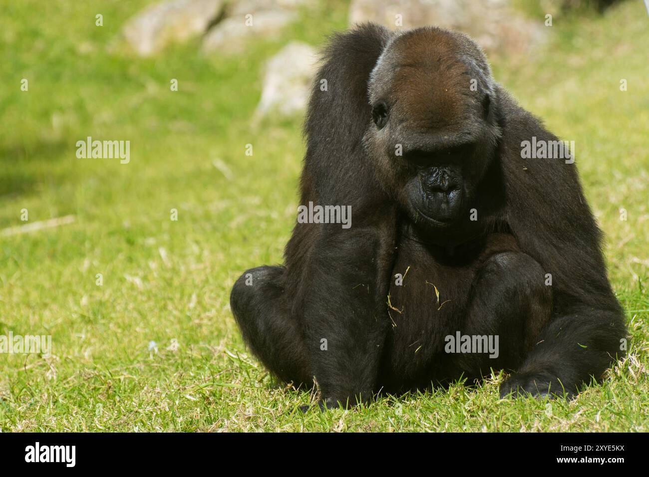 gigantesco gorilla nero seduto sull'erba Foto Stock