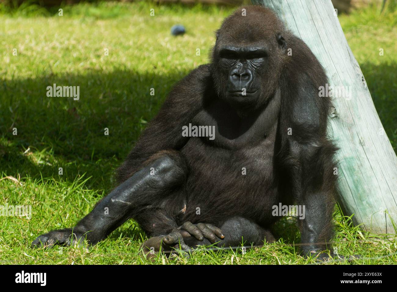 gigantesco gorilla nero seduto sull'erba Foto Stock