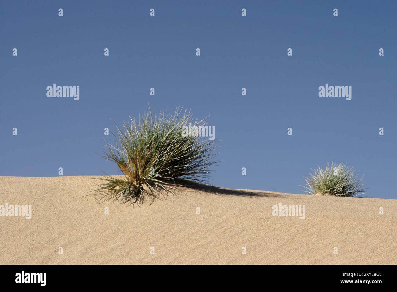 Erba del deserto in Namibia Foto Stock