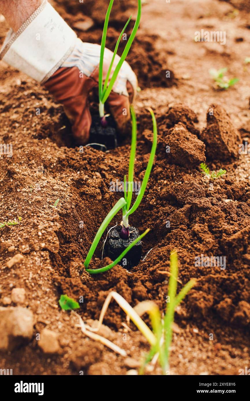 Piantare la cipolla per autoalimentarsi Foto Stock