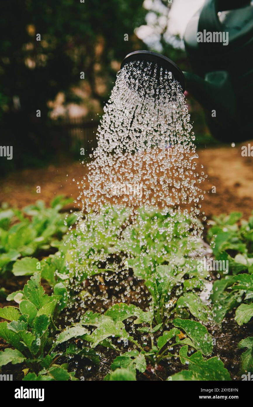 persona che innaffiano l'impianto Foto Stock
