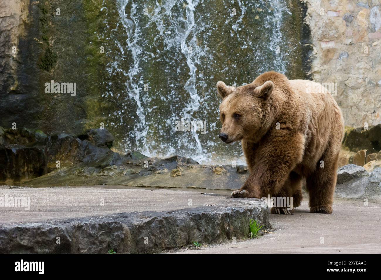 bellissimo orso bruno con la testa grande nello zoo con cascata Foto Stock