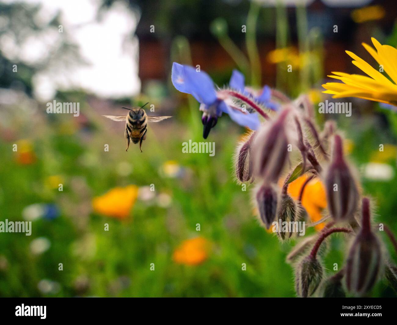 In un giardino fiorente, un'ape sorvola un delicato fiore blu, raccogliendo nettare in mezzo a una variegata gamma di fiori sotto il cielo limpido. Foto Stock