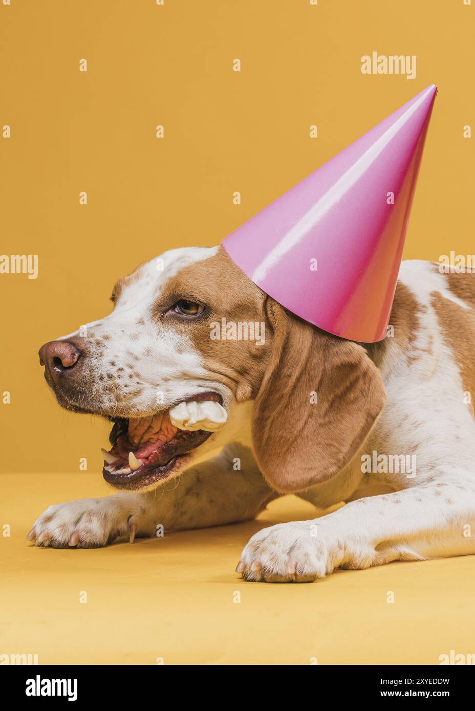 Cane che indossa il cappello da festa che mangia l'osso Foto Stock