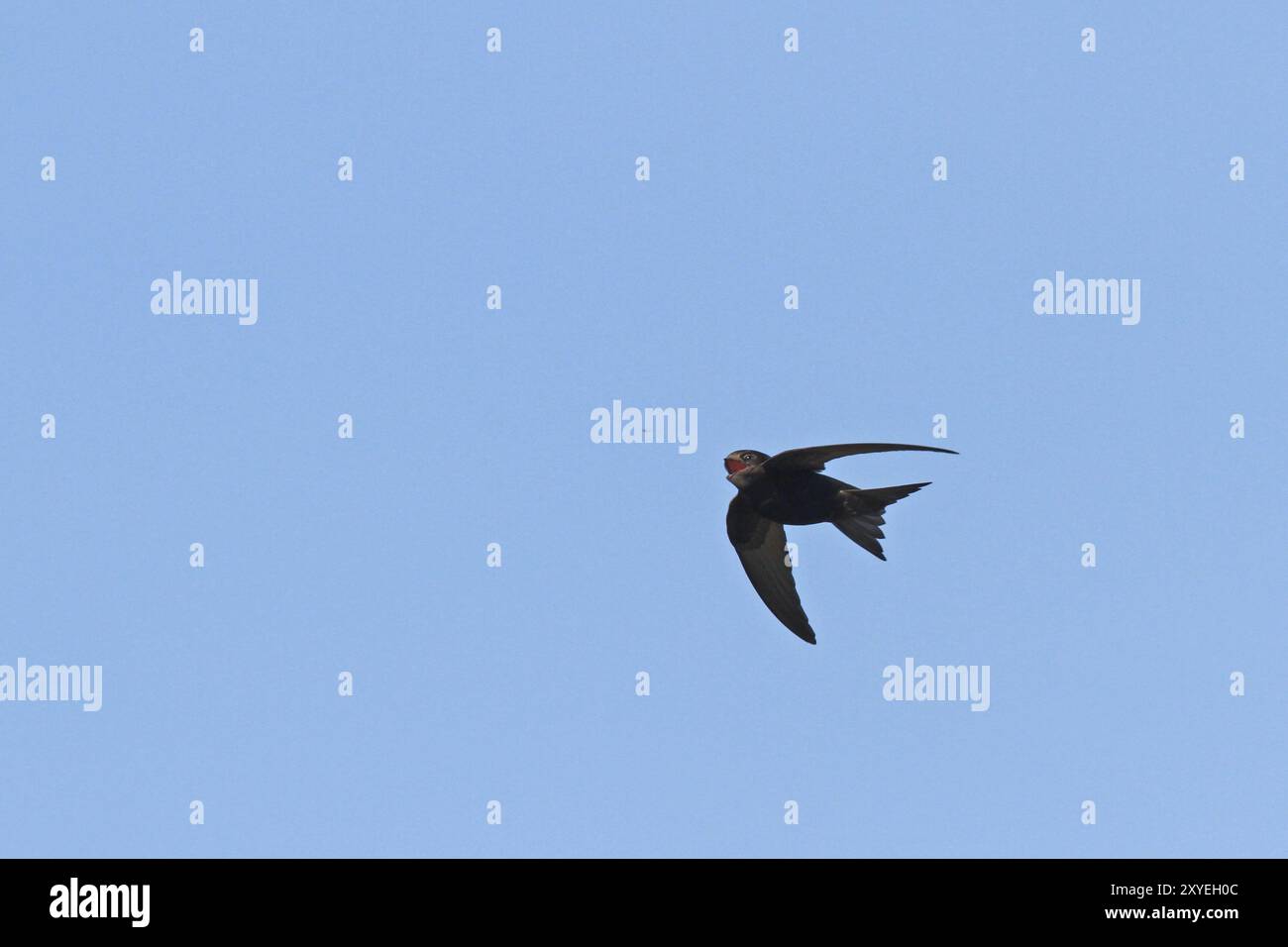 Swifts che cattura insetti Foto Stock