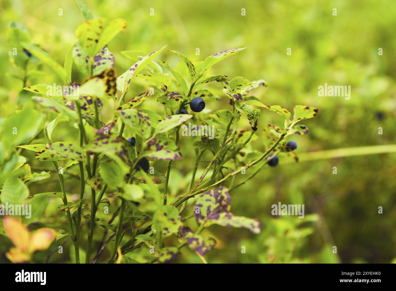 Cibo biologico vivo nella foresta. Bacche di mirtilli selvatici sullo sfondo di foglie verdi nell'ambiente naturale Foto Stock