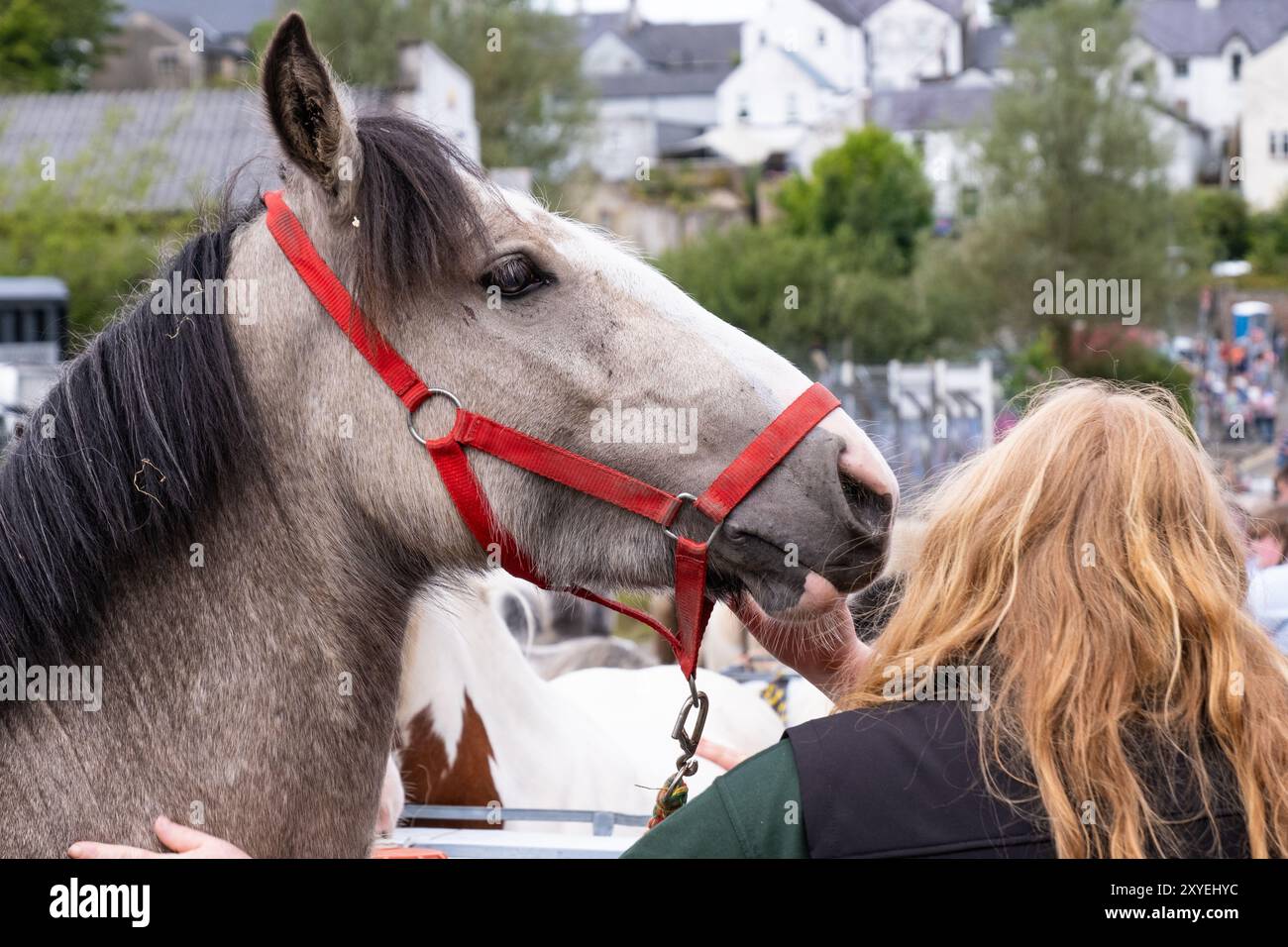 Primo piano della testa di cavallo, marrone chiaro e grigio, donna con capelli biondi fragola, torna alla macchina fotografica che tiene il cavallo. Ballycastle, Regno Unito - 26 agosto 2024. Foto Stock