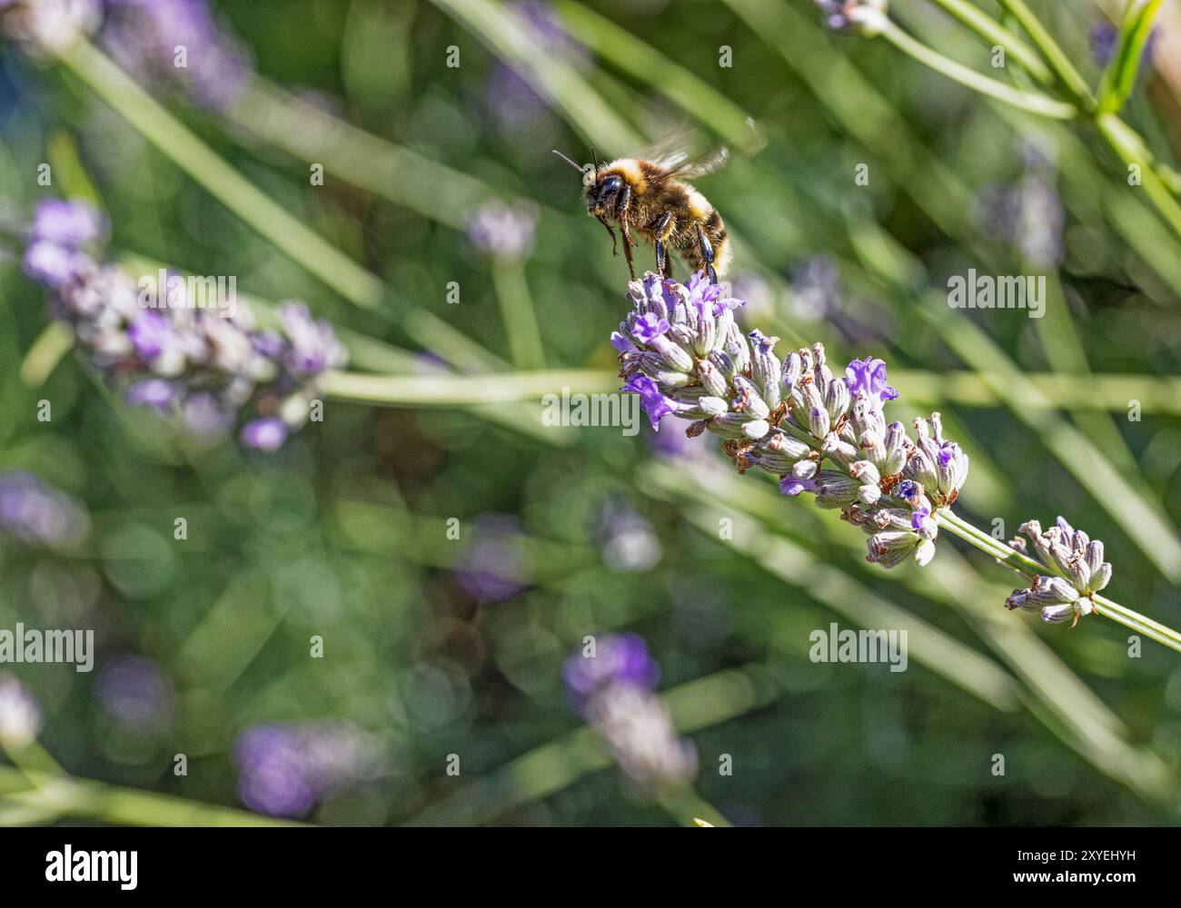 Volo di api tra piante di lananda che raccolgono nettare, Lavandula, Plant, August, Northumberland, REGNO UNITO Foto Stock
