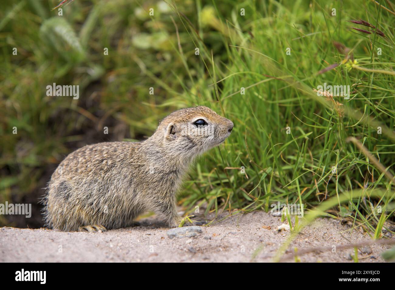 Primo piano: Scoiattolo di terra caucasico che guarda attentamente Foto Stock
