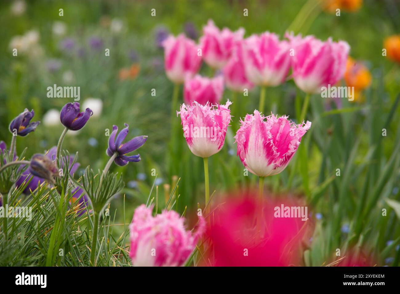 Tulip 'Fancy Frills' e pasqueflowers in un giardino di Londra, Regno Unito Foto Stock