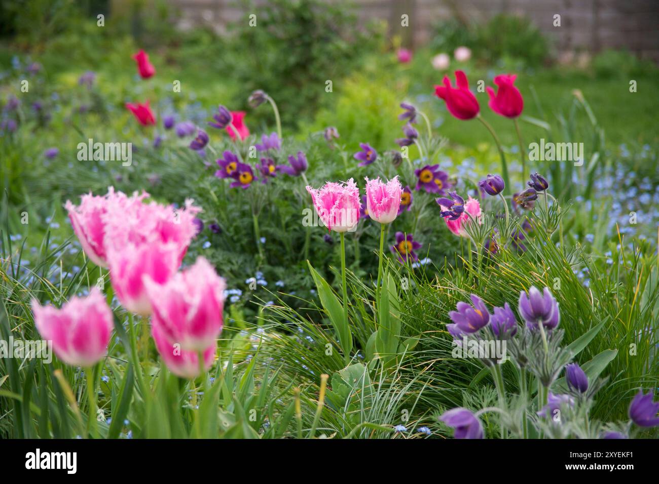 Tulip 'Fancy Frills' e pasqueflowers in un giardino di Londra, Regno Unito Foto Stock