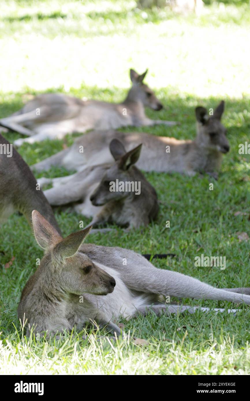 Eastern Grey Kangaroos (Macropus giganteus) seduto sull'erba nel Queensland, Australia, Oceania Foto Stock