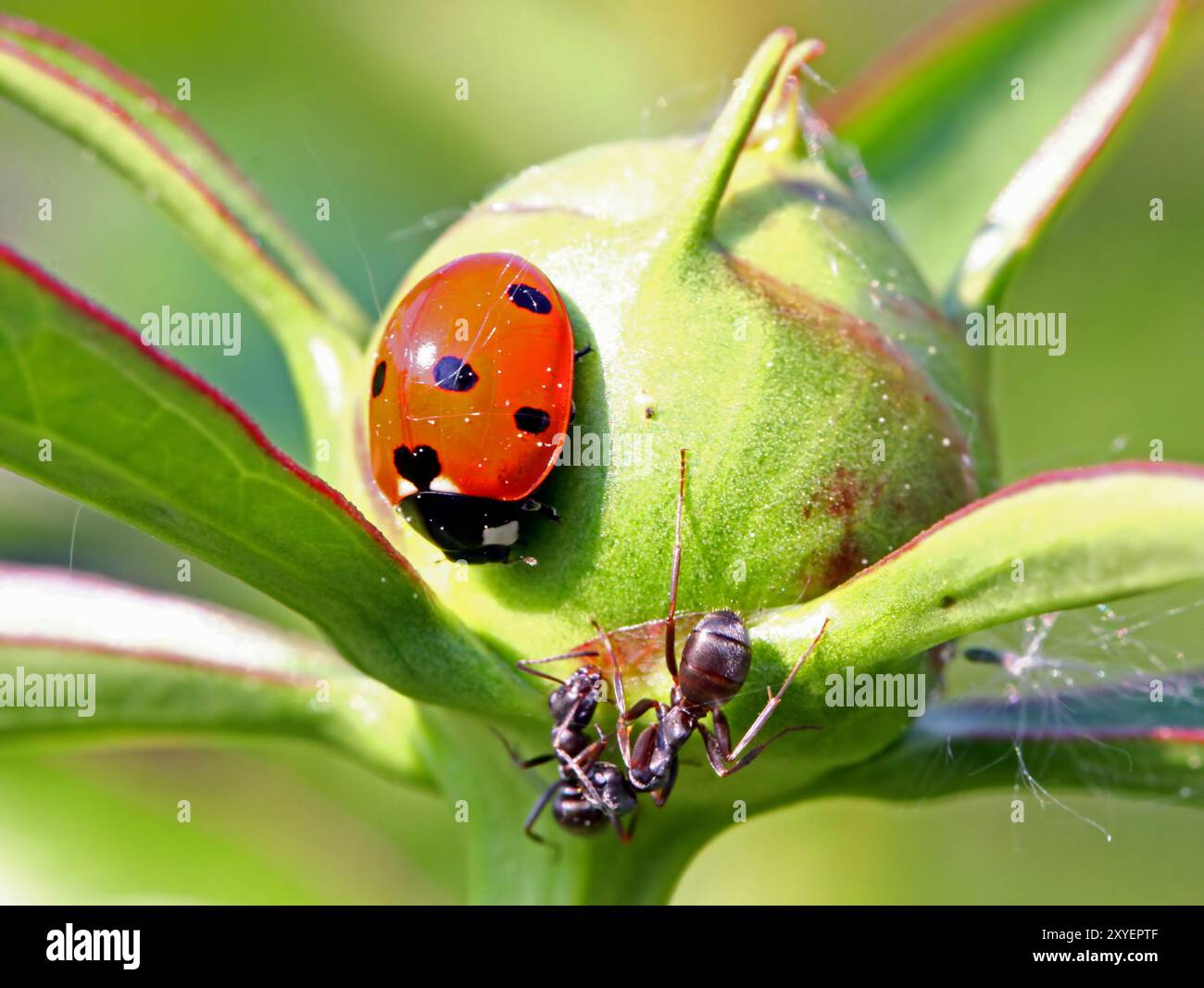 Ladybirds e formiche a sette punti ---------------------------- un documento sulla fauna selvatica, niente organizzato o manipolato Foto Stock