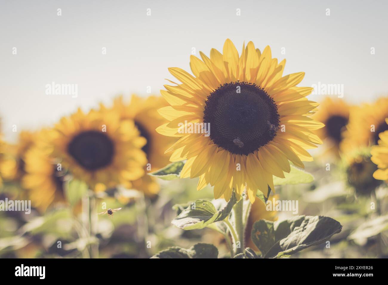 Fioritura di Girasole giallo fiore e cielo blu, ora legale Foto Stock