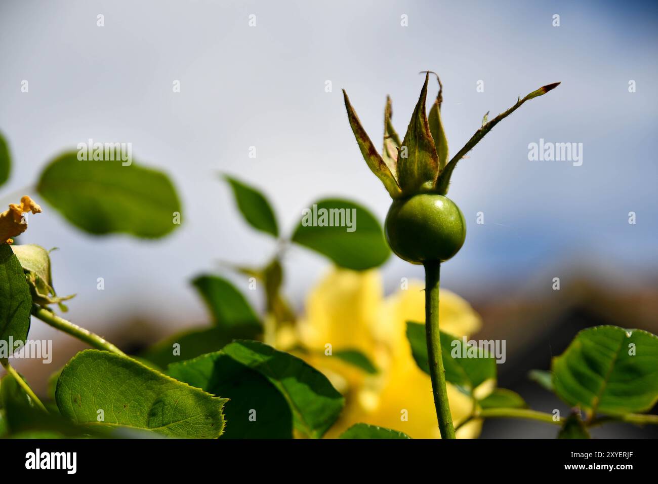 fiori da giardino a fine estate Foto Stock