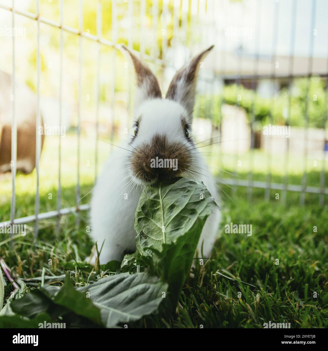 Un simpatico coniglietto mangia l'insalata in un composto all'aperto. Erba verde, primavera Foto Stock