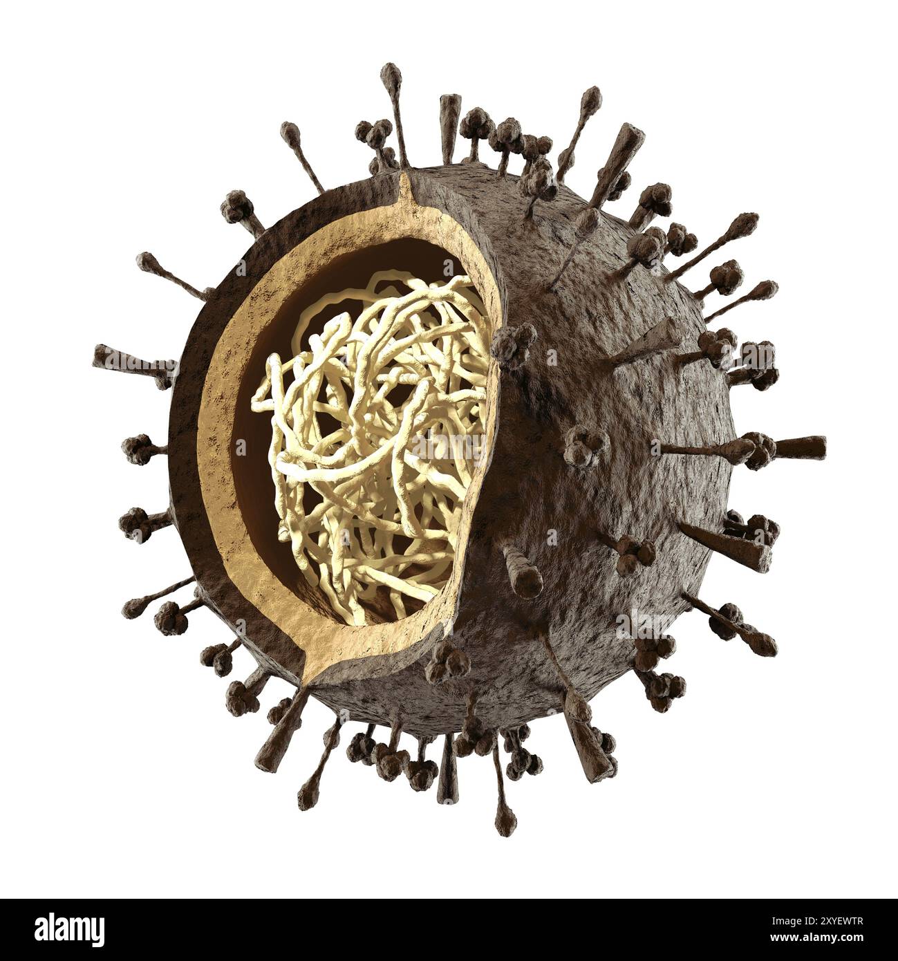 Virus dell'influenza H1N1 H5N1 particella virale dell'influenza A, struttura virale. Influenza suina, influenza aviaria sezione trasversale delle particelle che mostra DNA o RNA all'interno. Illustrati 3D. Foto Stock
