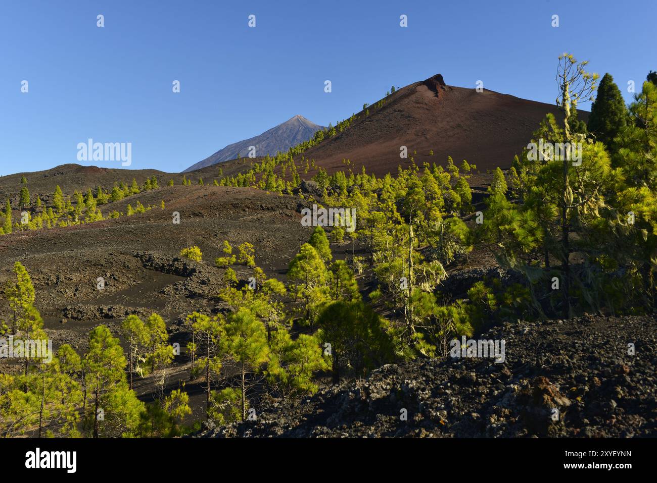 Vulcani Garachico e El Teide, vista dall'area escursionistica di Arenas Negras, Tenerife, Isole Canarie Foto Stock