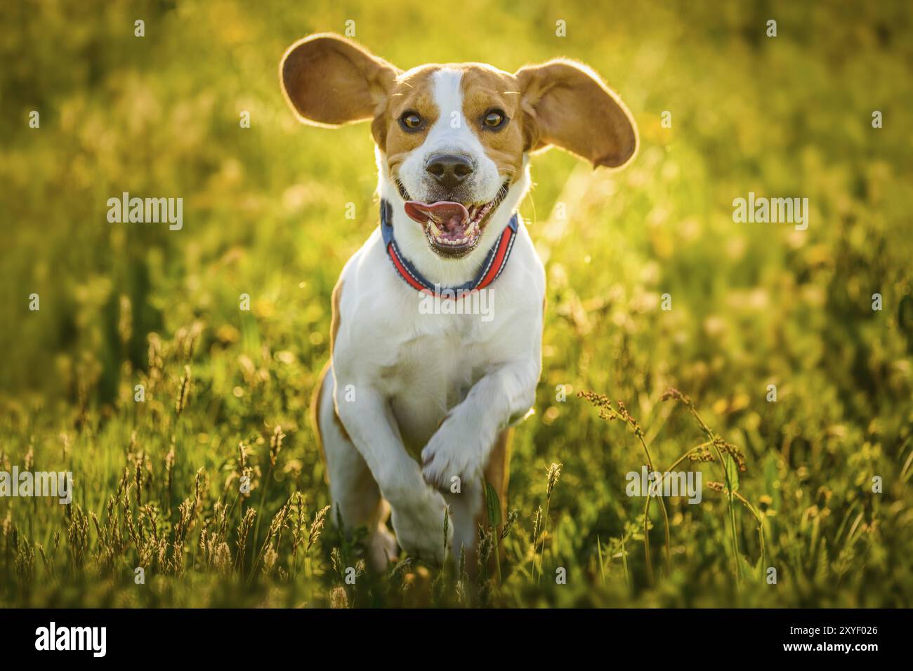 Cane Beagle divertimento sul prato in estate all'aperto di correre e saltare verso la telecamera Foto Stock