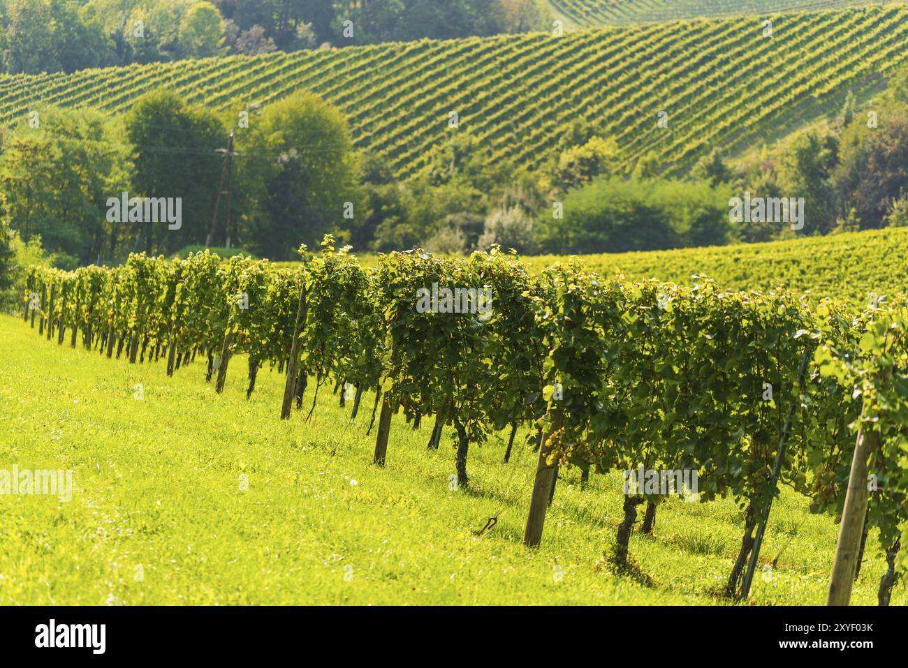 Colline di vigneti nella regione della Stiria meridionale in Austria. Concetto di vigneto Foto Stock