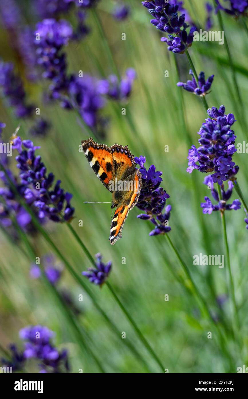 Una foto di una farfalla seduta su un fiore di lavanda nel nostro giardino. Foto Stock
