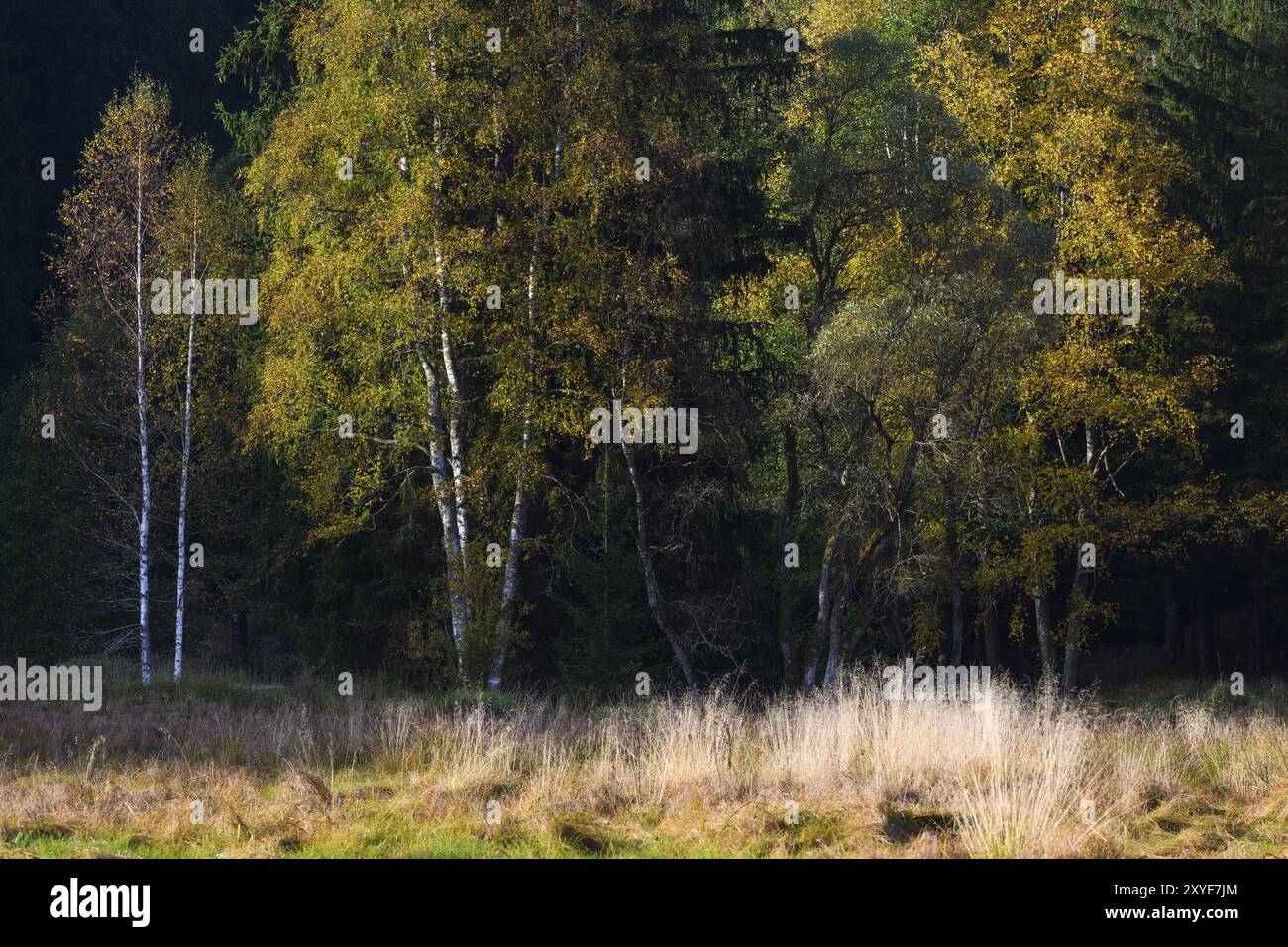 Betulle soffici (Betula pubescens) in autunno, luce del mattino, Klosterfilz Moor, Parco Nazionale della Foresta Bavarese, Baviera, Germania, Europa Foto Stock