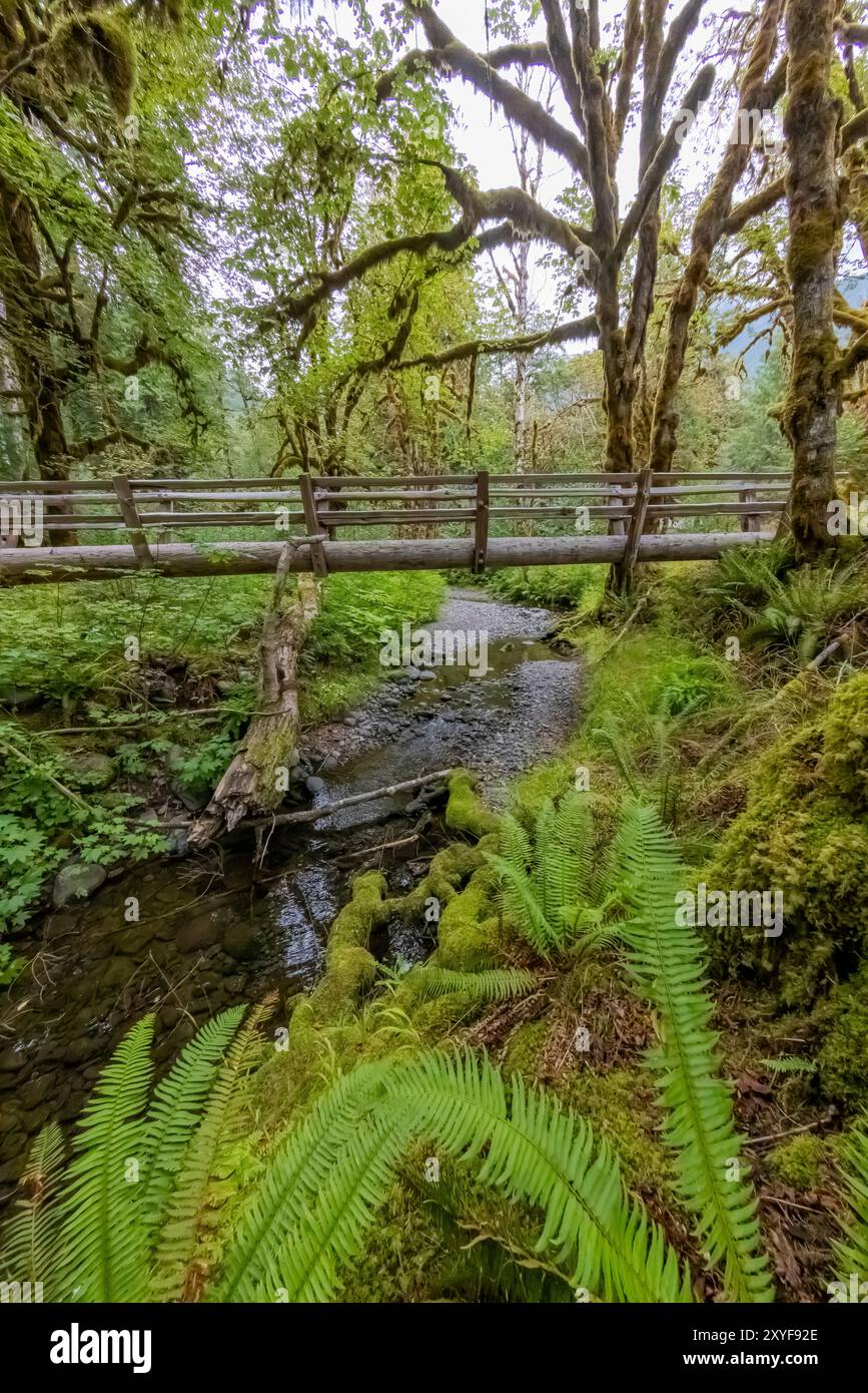 Ponte su Elk Creek a Staircase, Olympic National Park, Washington State, USA Foto Stock