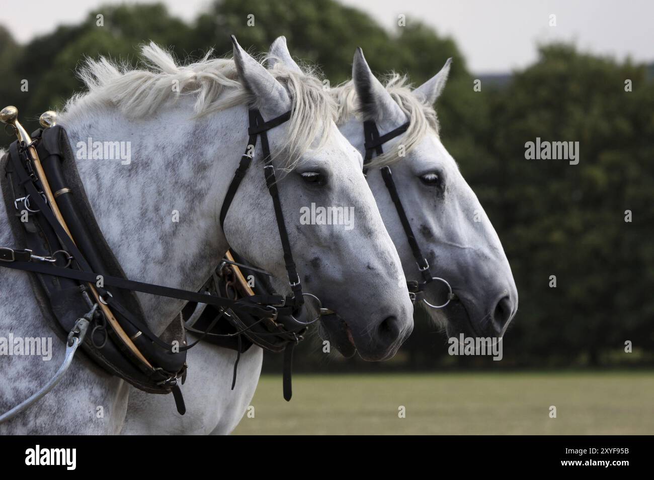 Squadra Percheron Foto Stock