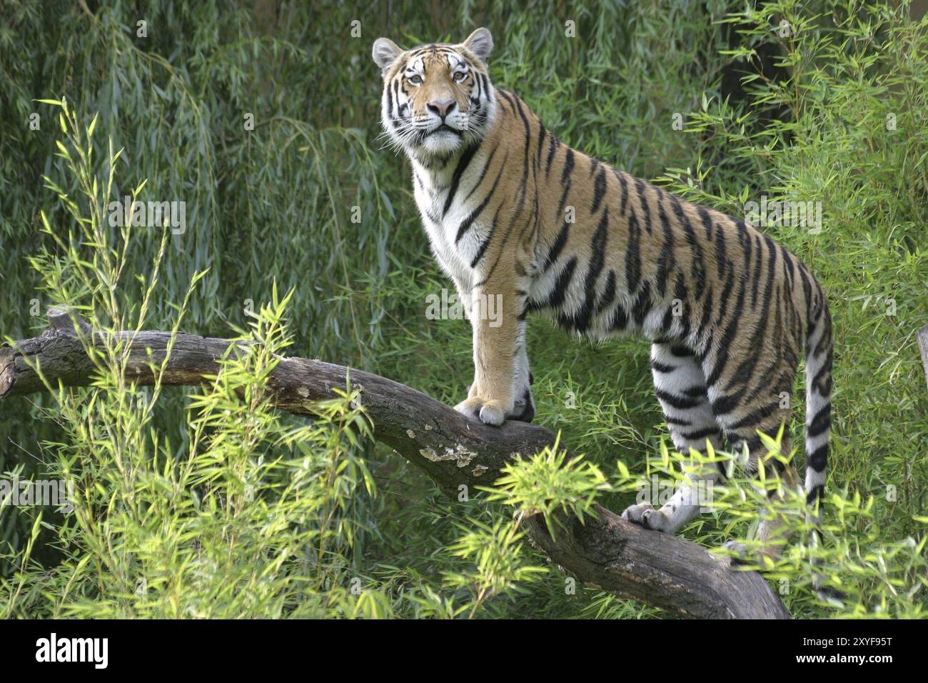 Armatura tigre su un tronco d'albero Foto Stock