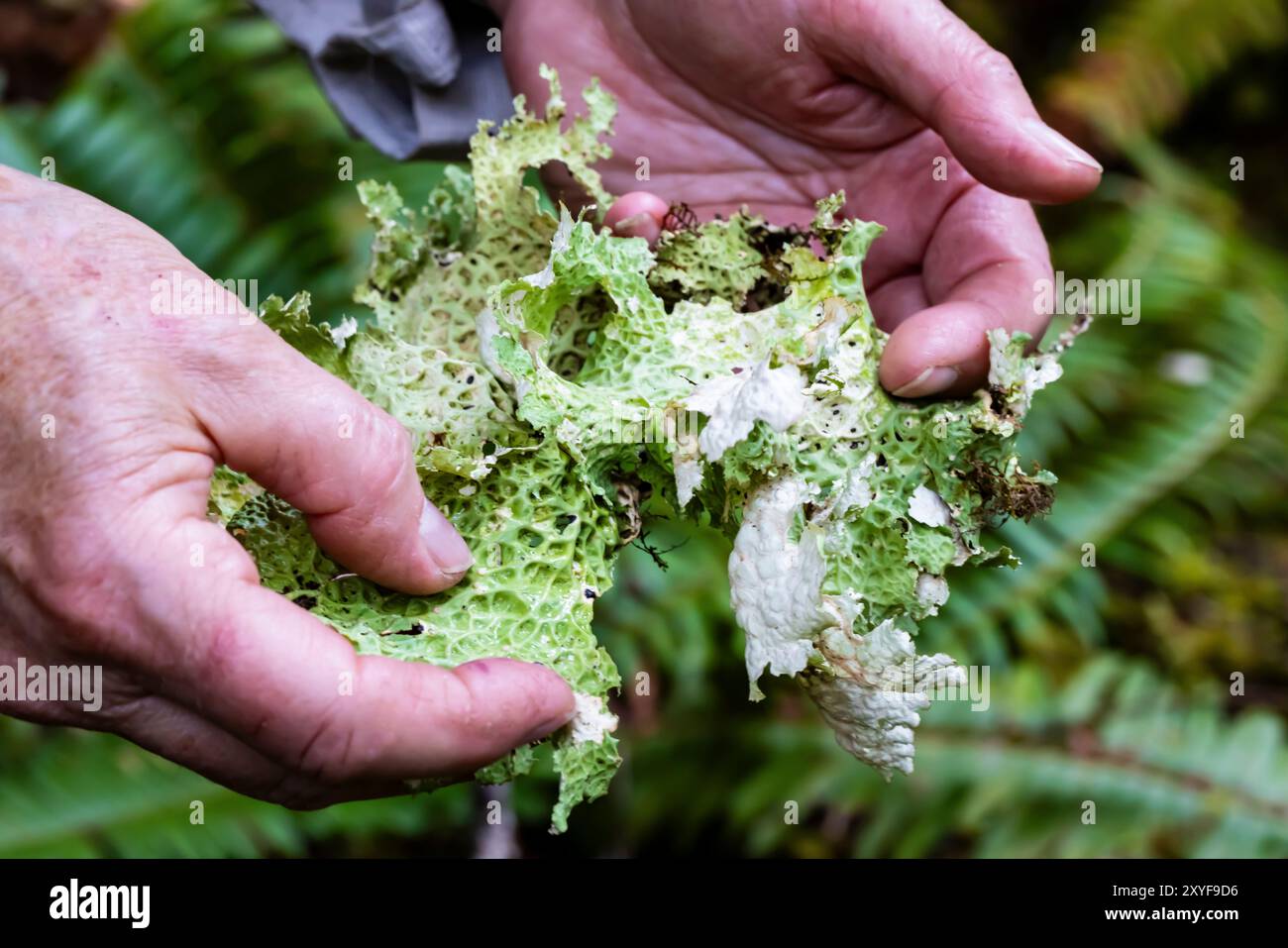 Lobaria pulmonaria lichen at Staircase, Olympic National Park, Washington State, USA Foto Stock