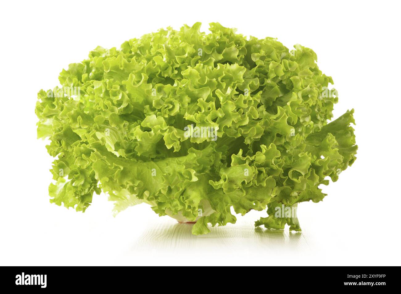 Verde foglie di lattuga isolati su sfondo bianco Foto Stock