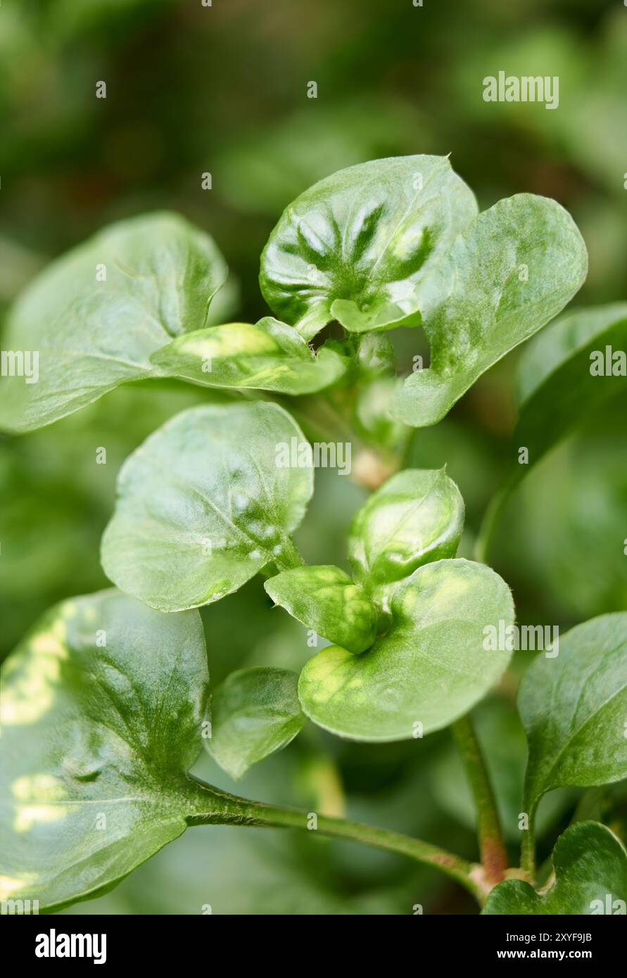 vista macro ravvicinata della kutsarita verde o delle foglie del cappotto di joseph, piccole piante ornamentali succulente a fuoco selettivo Foto Stock