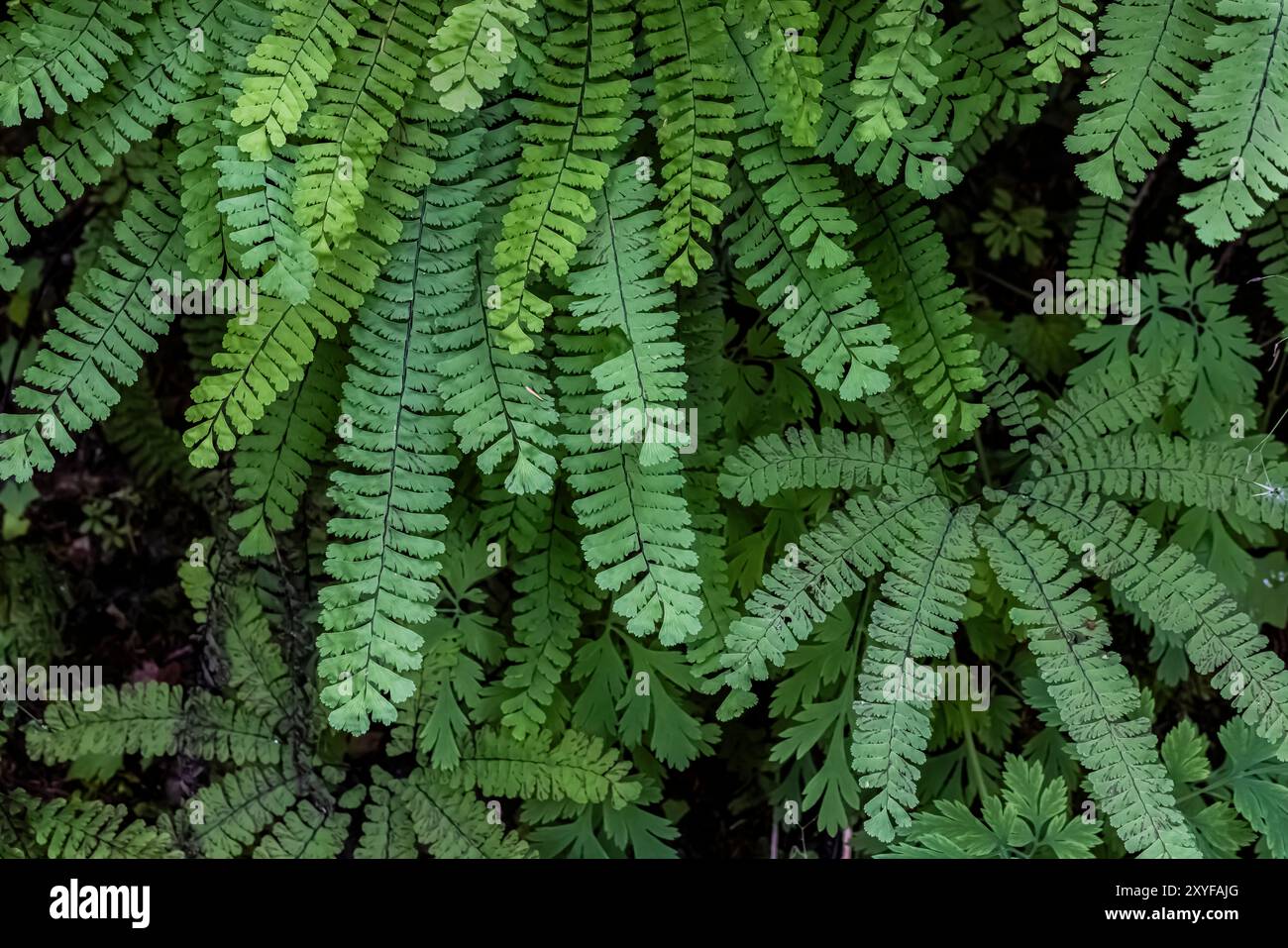 Northern Maidenhair Fern, Adiantum aleuticum, at Staircase, Olympic National Park, Washington State, STATI UNITI Foto Stock