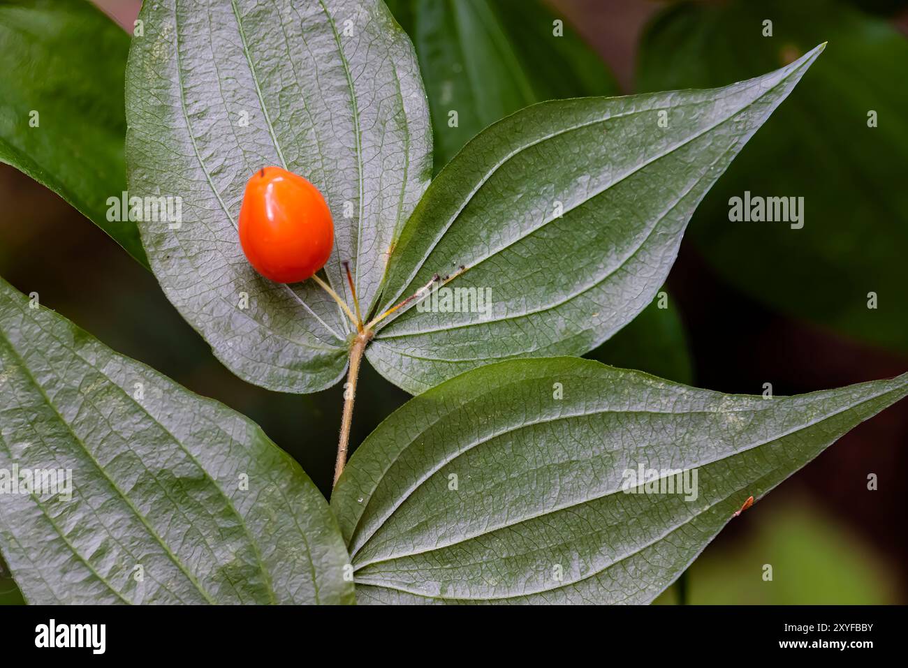 Clasping Twisted-stalk, Streptopus amplexifolius, at Staircase, Olympic National Park, Washington State, STATI UNITI Foto Stock
