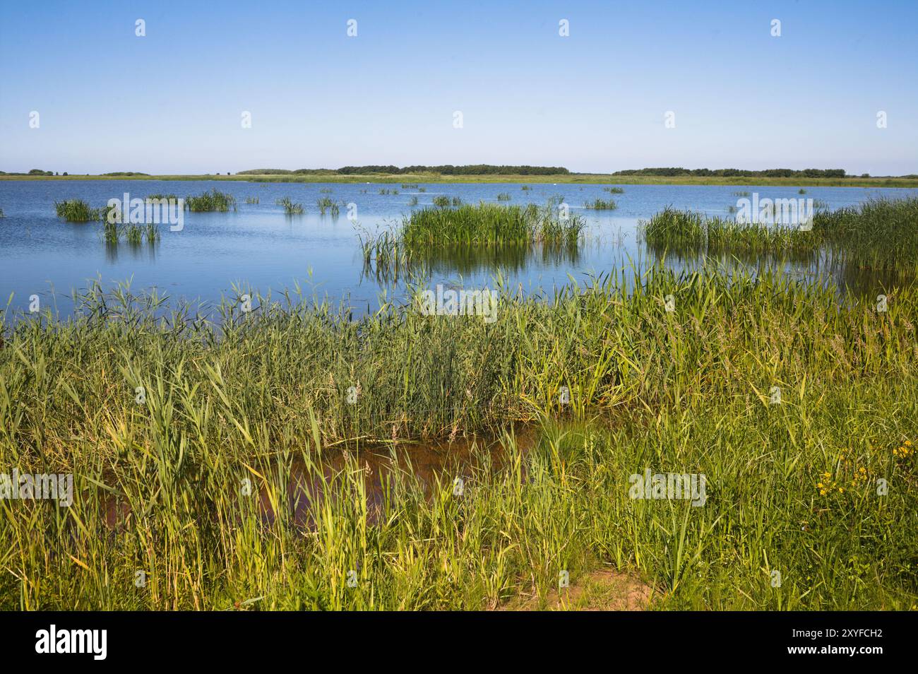 Lago Hestholm nel parco nazionale del fiume Skjern tra Lonborg e Skjern Foto Stock