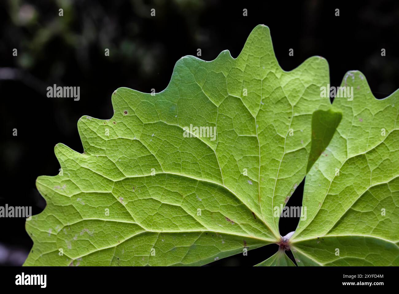 Vanilla Leaf, Achlys triphylla, at Staircase, Olympic National Park, Washington State, STATI UNITI Foto Stock