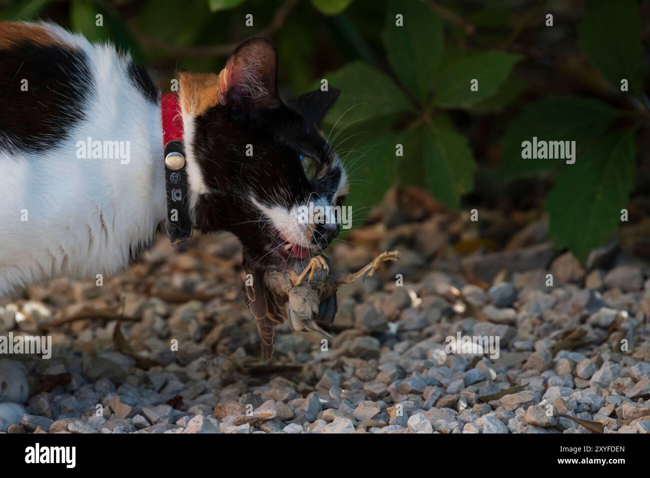 gatto multicolore che mangia un piccolo uccello che ha appena catturato in un giardino, catturando un momento di interazione naturale. Foto Stock
