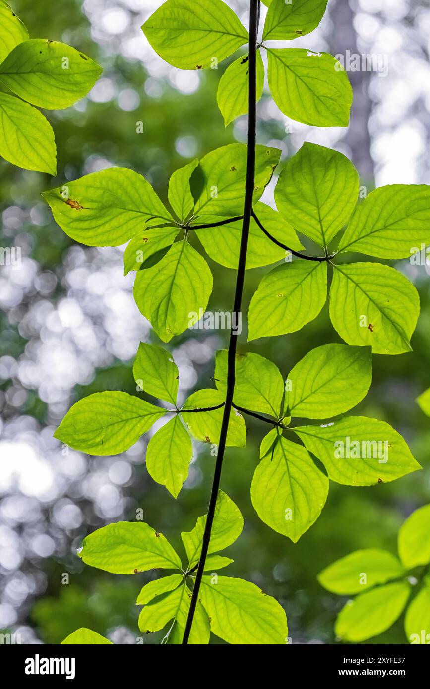 Pacific Dogwood, Cornus nuttallii, parte a Staircase, Olympic National Park, Washington State, STATI UNITI Foto Stock