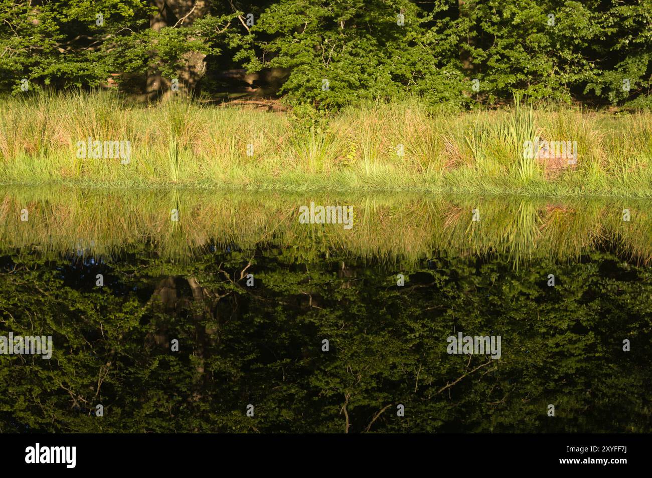 Erba riflessa nello stagno di Sonder Anlaeg, Sonder Park, a Herning Jutland Danimarca Foto Stock